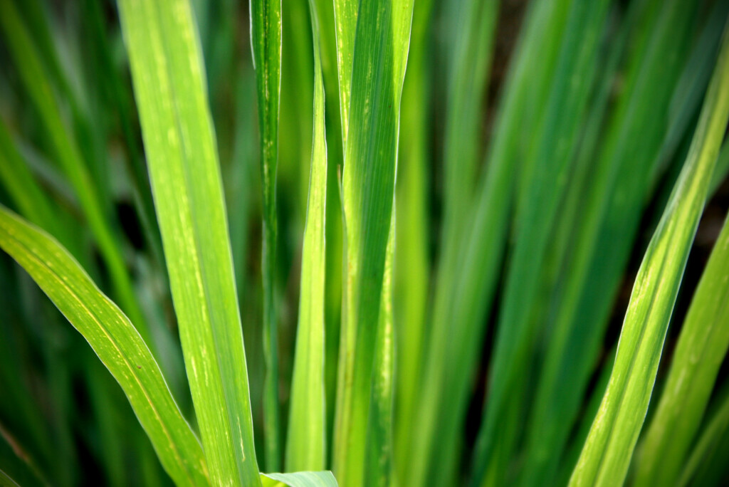 Citronová tráva