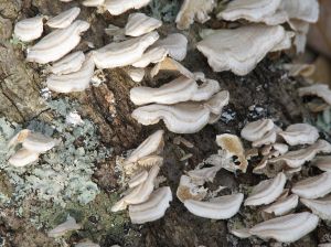 1163613_tree_fungus