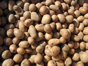 757027_potatoes