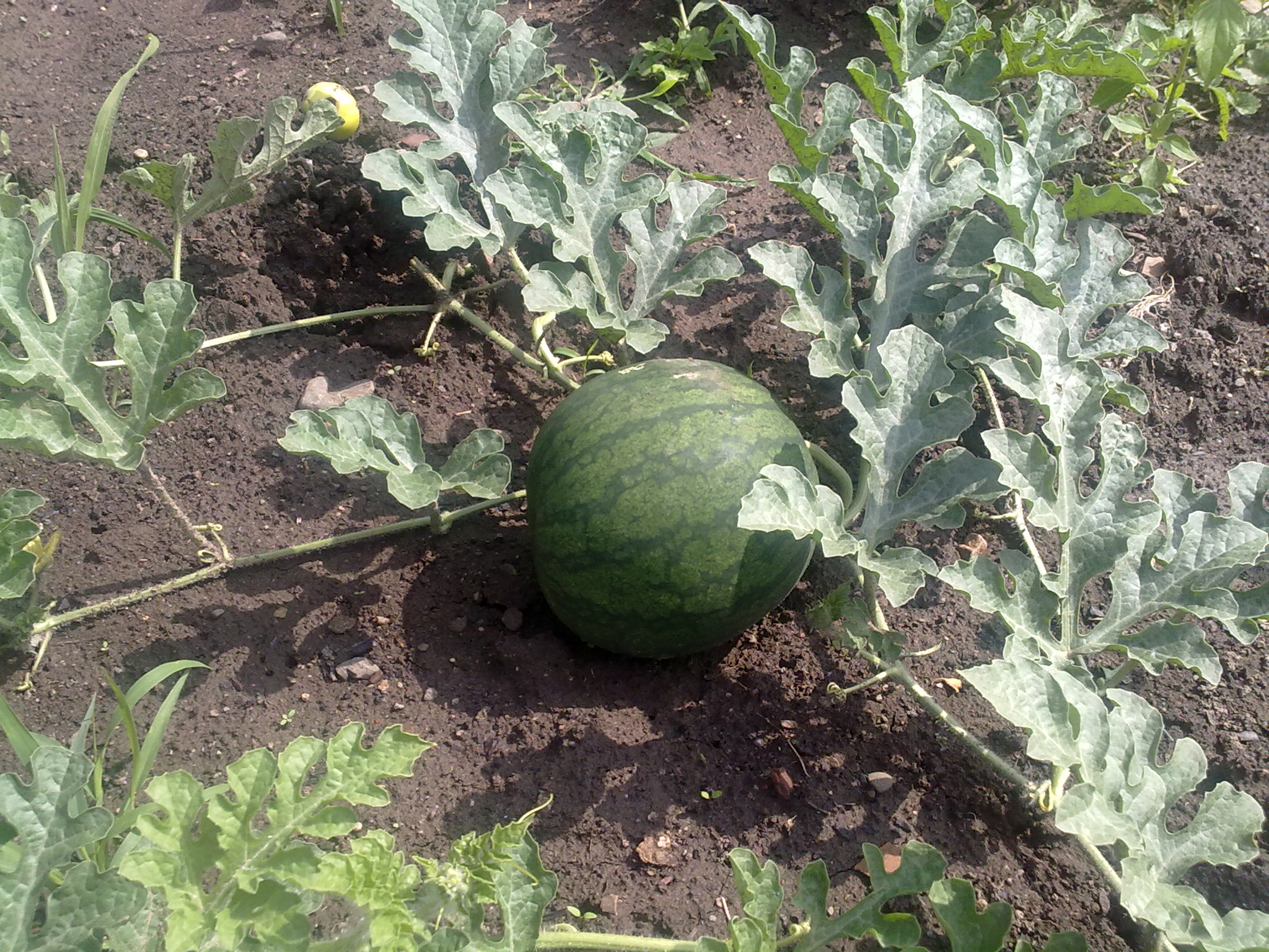 Jak se pestuje vodni meloun?