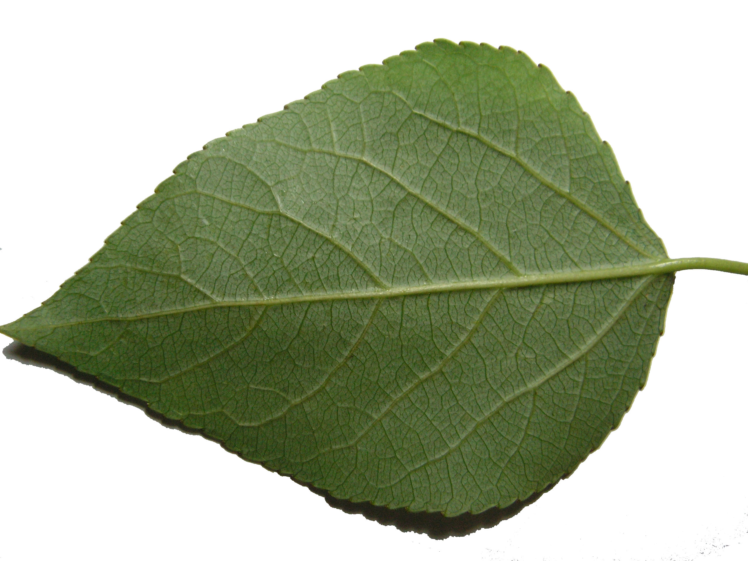 Листок однотонное изображение. Лист щекина. Листья деревьев. Липа черешковый лист. Лист щекина.