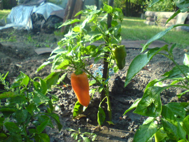 Kdy nejpozději zasadit papriky?