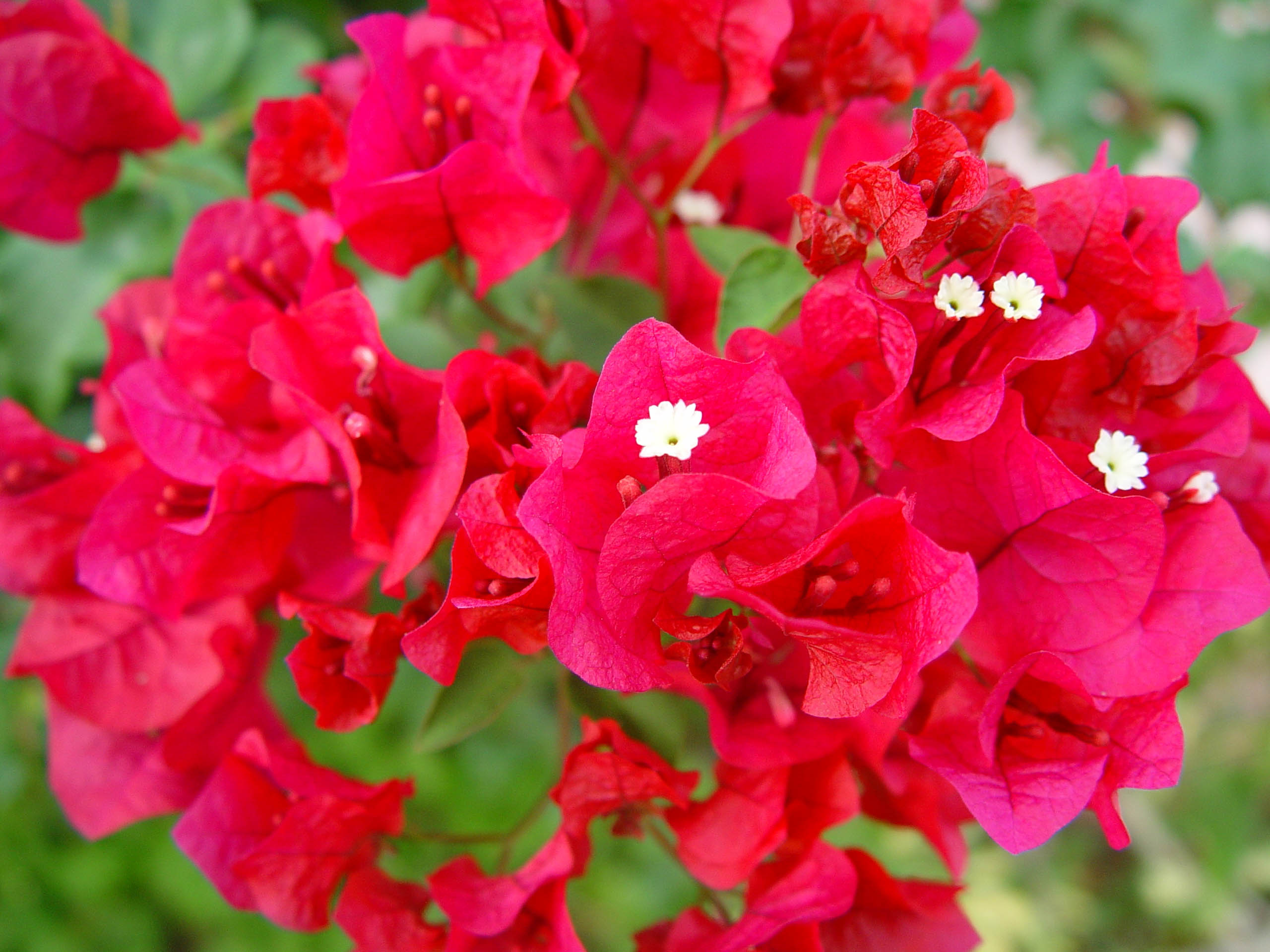 Bugenvilea pěstování: Květina, která rozkvete ve vaší zahradě
