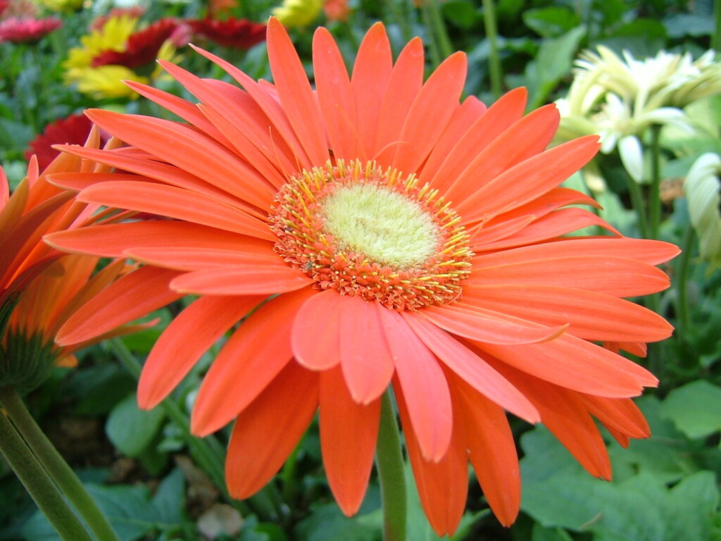 Gerbera