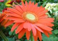 Gerbera