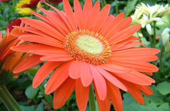 Gerbera