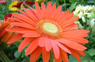Gerbera