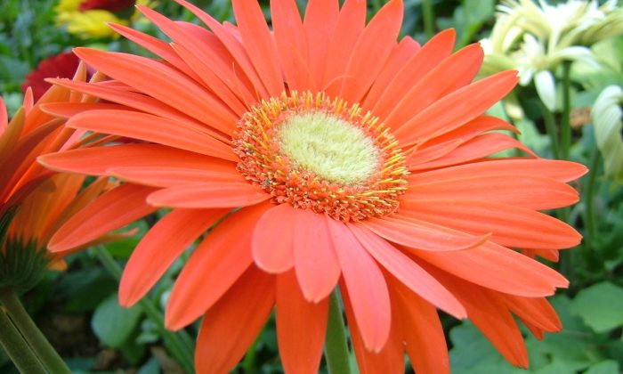 Gerbera