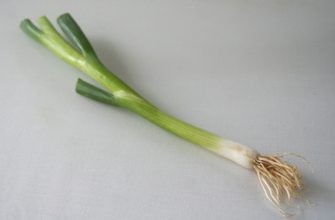 Zimní cibule