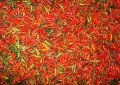 Chilli semínka