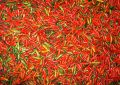 Chilli semínka