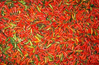 Chilli semínka
