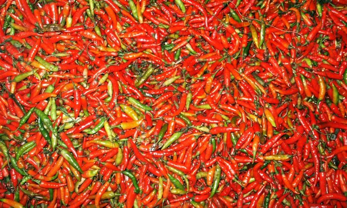 Chilli semínka