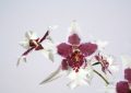 Chyby v pěstování orchidejí