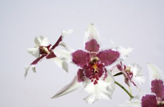 Chyby v pěstování orchidejí