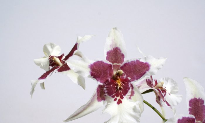 Chyby v pěstování orchidejí