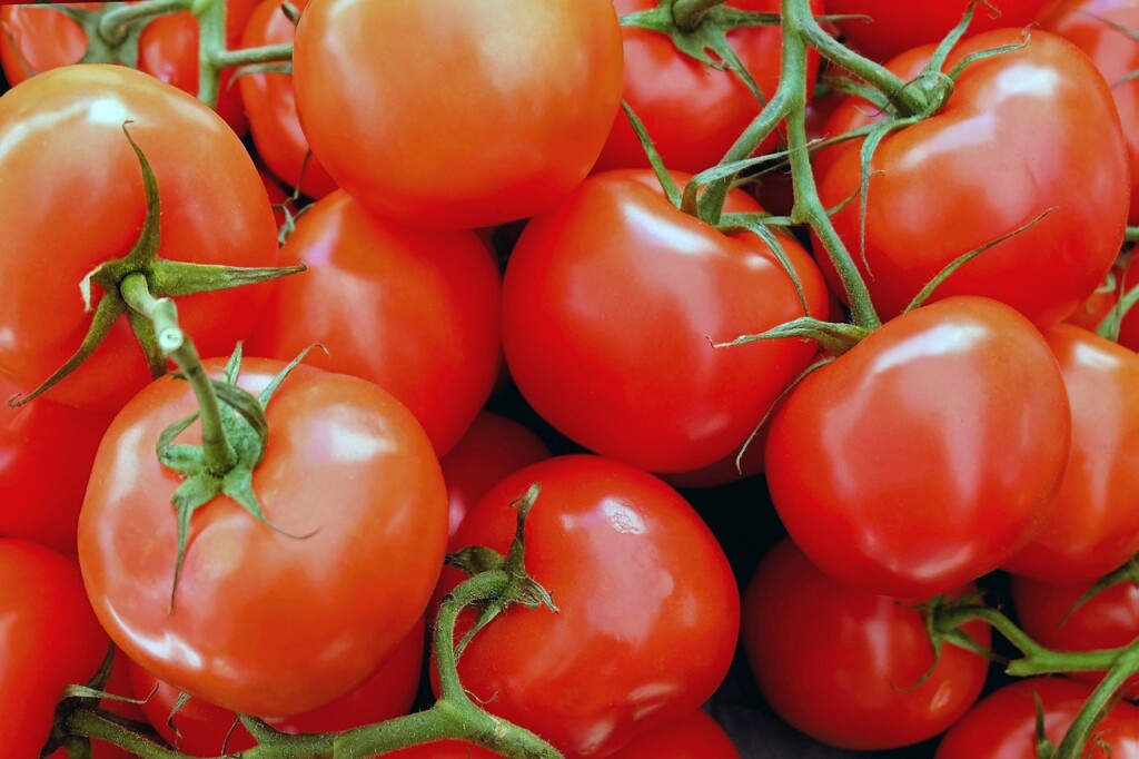 Přesazování rajčat