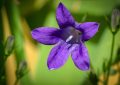 Campanula