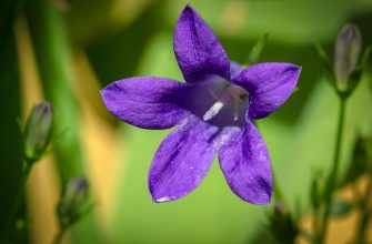 Campanula