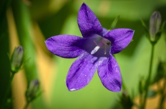 Campanula
