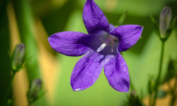 Campanula