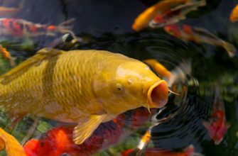 Aquaponie