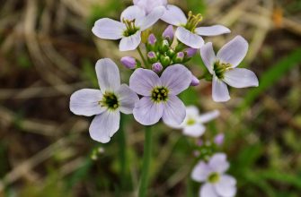 Oxalis