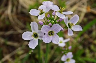 Oxalis