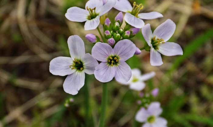 Oxalis