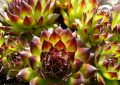 Curcuma