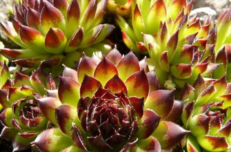 Curcuma