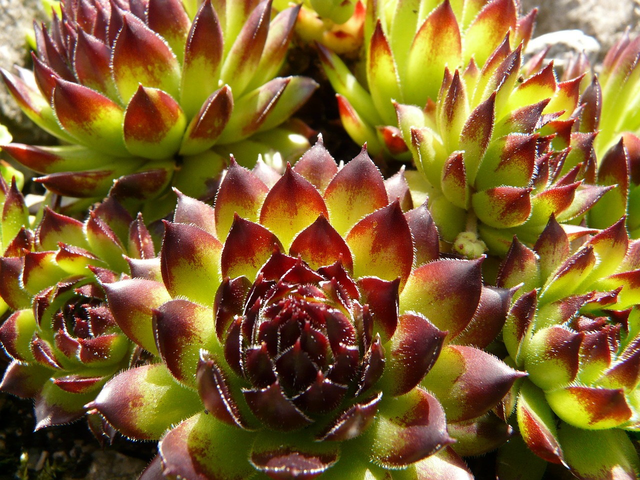 curcuma.jpg
