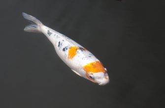 Koi kapr