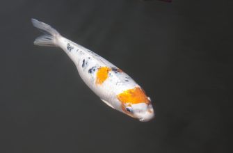 Koi kapr
