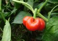 Výsev paprik