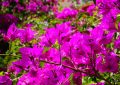 Bougainvillea