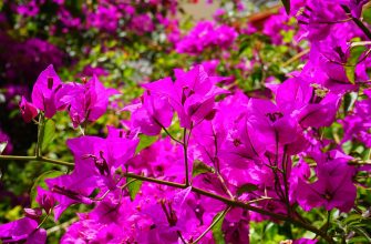 Bougainvillea