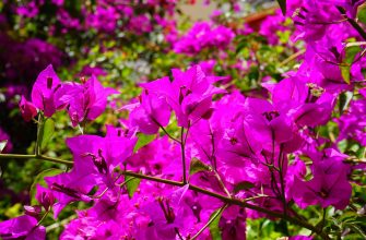 Bougainvillea