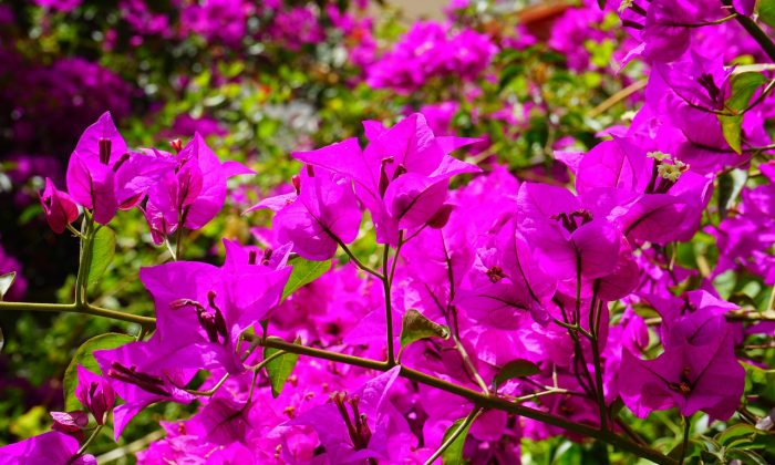 Bougainvillea