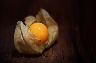 Physalis