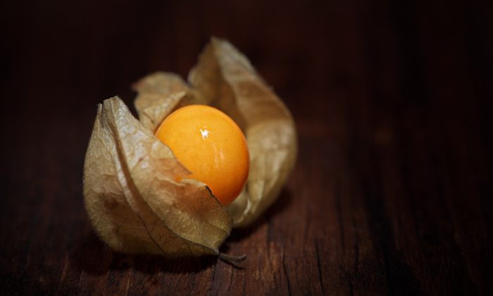 Physalis