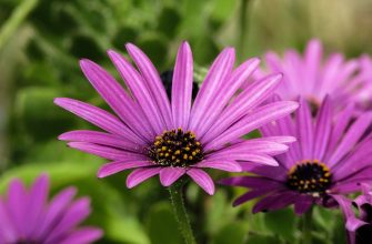 Osteospermum