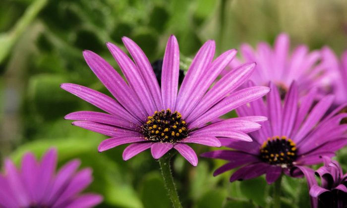 Osteospermum