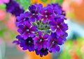 Verbena