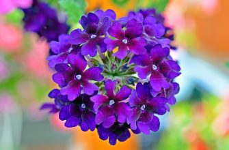 Verbena