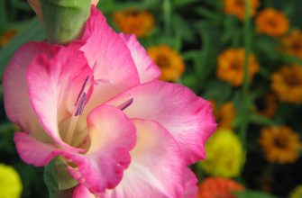 Gladiola