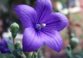 Platycodon