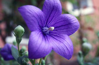 Platycodon