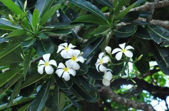 Bacopa