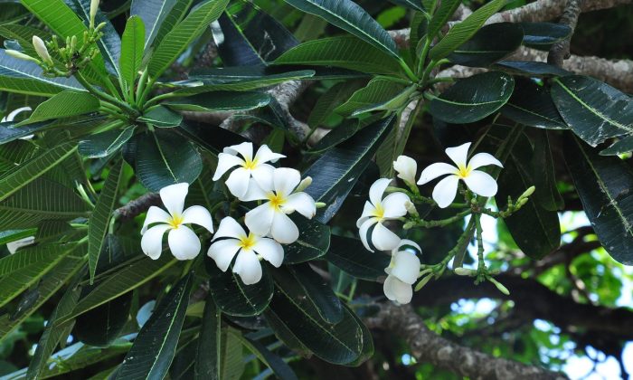 Bacopa